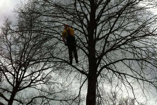 bomen rooien 